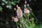 Preview: Sanguisorba officinalis 'Pink Tanna' |  Wiesenknopf 'Pink Tanna'